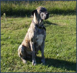 Dutchess